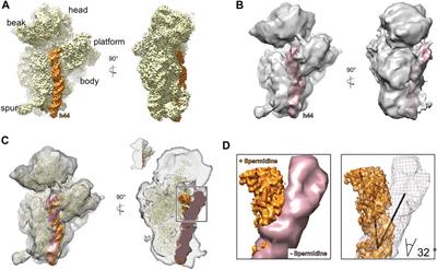 Stabilization of Ribosomal RNA of the Small Subunit by Spermidine in Staphylococcus aureus